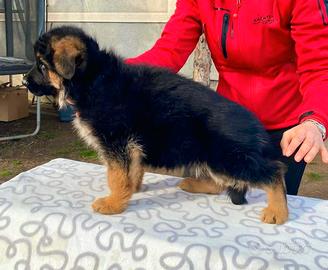 Cuccioli e cuccioloni di pastore tedesco