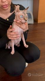 Femmina Sphynx
