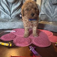 Barboncino mini toy red