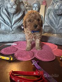 Barboncino mini toy red