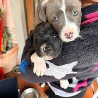 Cuccioli Pitbull