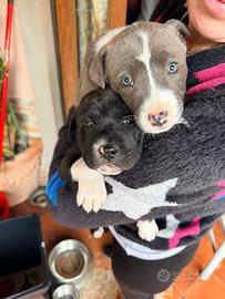 Cuccioli Pitbull