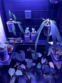 Piante anthurium varie