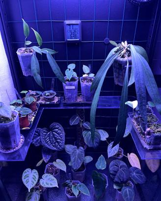 Piante anthurium varie
