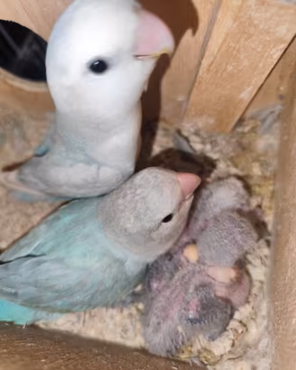 Inseparabili allevati a mano