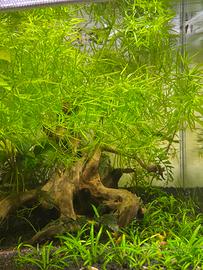Najas guadalupensis pianta facile per acquario