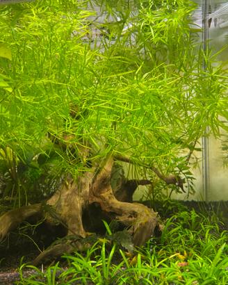Najas guadalupensis pianta facile per acquario