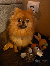 Cagnolina Spitz di pomerania per  accoppiamento