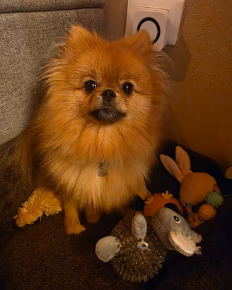 Cagnolina Spitz di pomerania per  accoppiamento