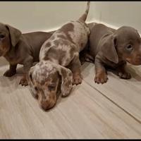 Bassotto keninchen lilak merle