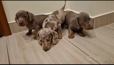 Bassotto keninchen lilak merle