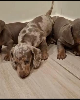 Bassotto keninchen lilak merle
