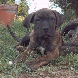 Cuccioli di Cane Corso