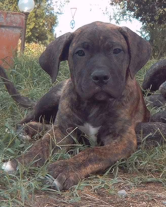 Cuccioli di Cane Corso