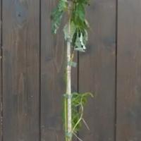 piante di lamponi vaso 17 