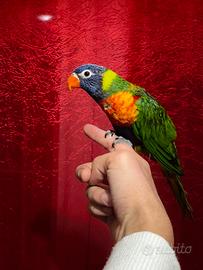 Lori Arcobaleno 5 mesi con gabbia nuova