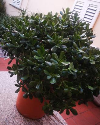 Pianta grassa Crassula ovata