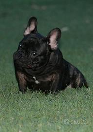Cucciolone bulldog francese