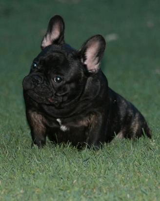 Cucciolone bulldog francese
