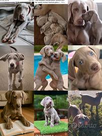 Cuccioli di razza weimaraner con pedigree ENCI
