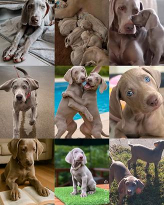 Cuccioli di razza weimaraner con pedigree ENCI