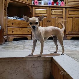 Cucciola di Chihuahua