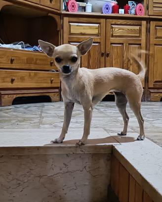 Cucciola di Chihuahua