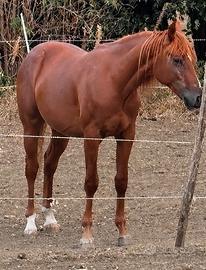 Puledro Quarter Horse