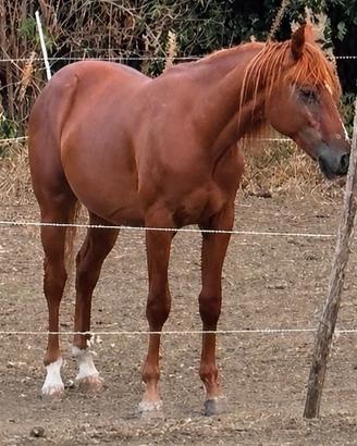 Puledro Quarter Horse