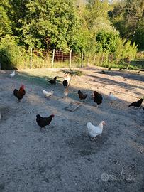 Galline