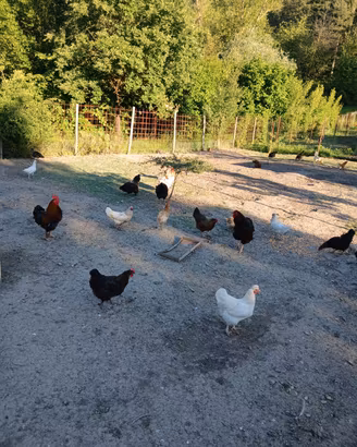 Galline