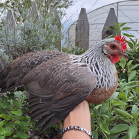 U.o.v.a. galline di razza