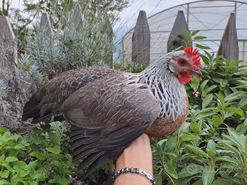 U.o.v.a. galline di razza