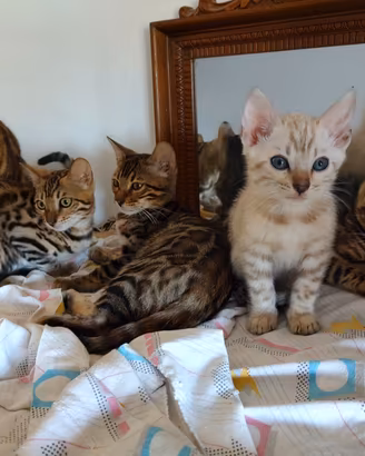 Gatti del Bengala cuccioli