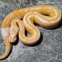 Pitone reale vari morph