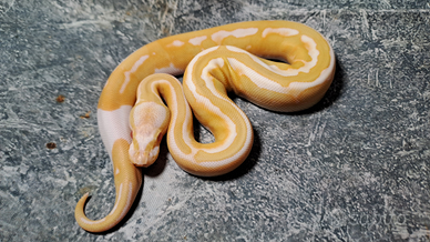 Pitone reale vari morph