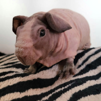 Cavie Skinny cuccioli con pedigree
