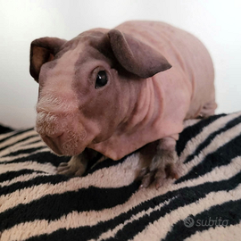 Cavie Skinny cuccioli con pedigree