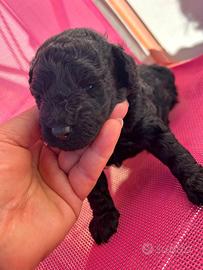 Cucciolo di barboncino nano nero