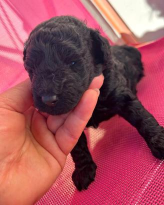 Cucciolo di barboncino nano nero