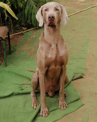 Weimaraner con pedigree disponibile per monta