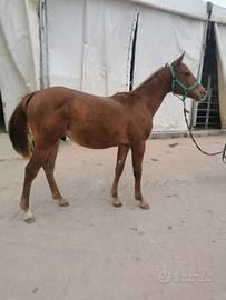 Puledro di 19 mesi