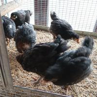 MARANS *selezione in purezza