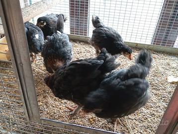 MARANS *selezione in purezza