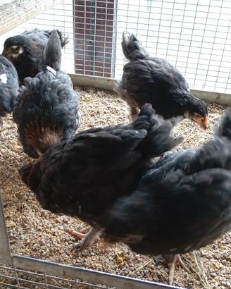 MARANS *selezione in purezza