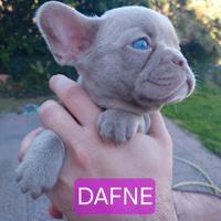 Cucciolo bulldog francese esotico