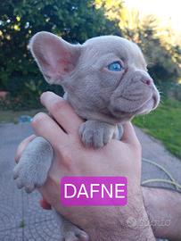 Cucciolo bulldog francese esotico