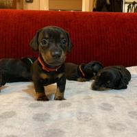 Cuccioli di bassotto nano