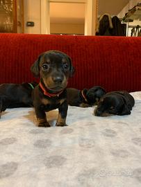 Cuccioli di bassotto nano