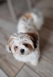 Shih Tzu